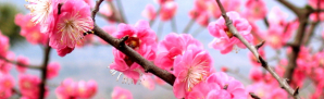 Plum Blossom | National Flower of Taiwan